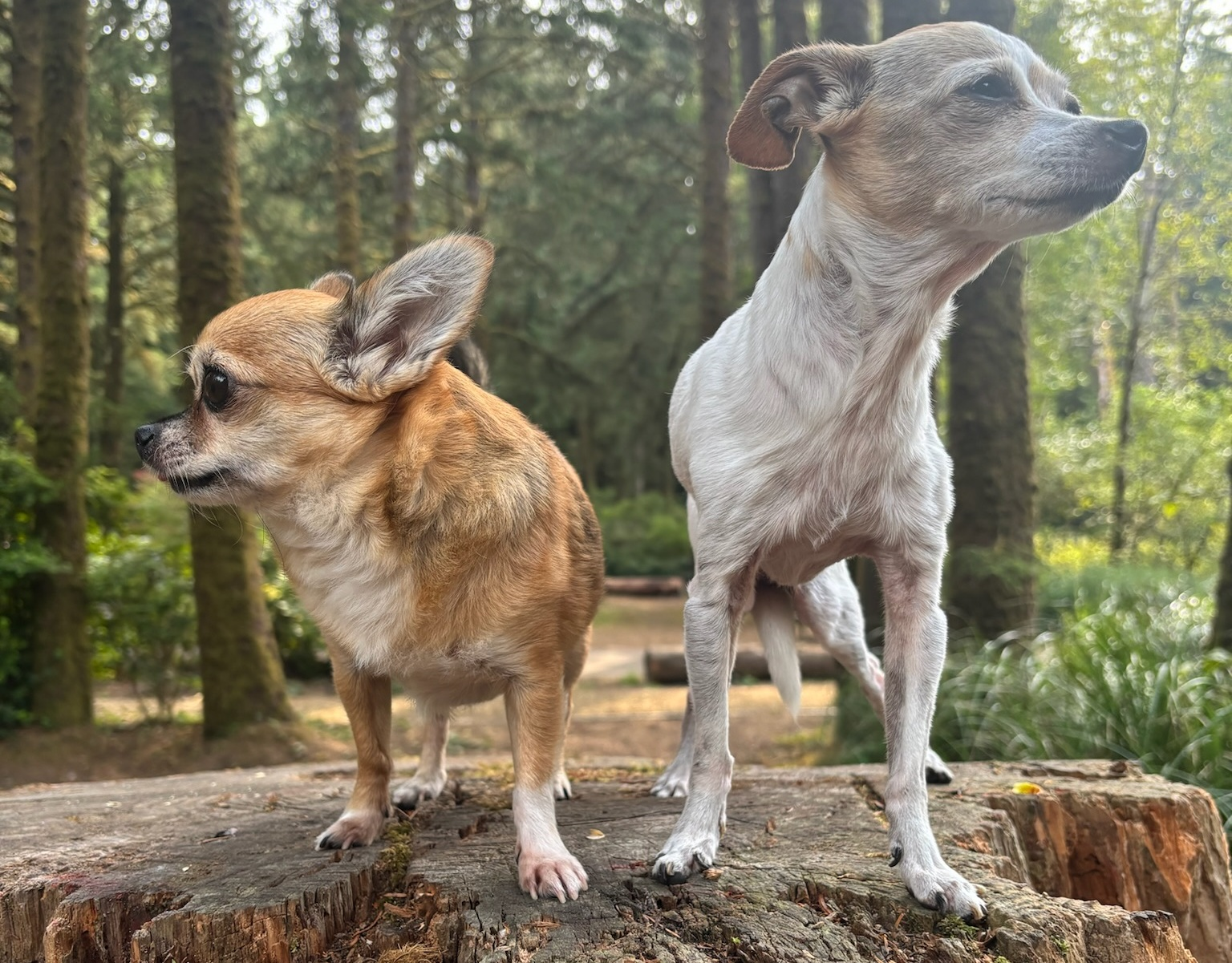 Best friends for life